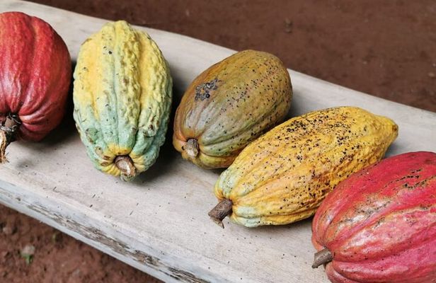 Chocolate and Coffee Tasting Tour Manuel Antonio