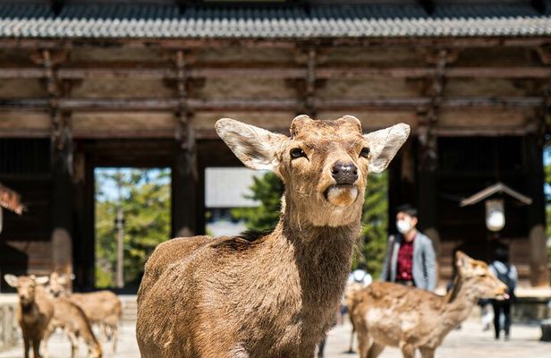 Nara Heritage Walkabout from Nara Park to Todaji Temple