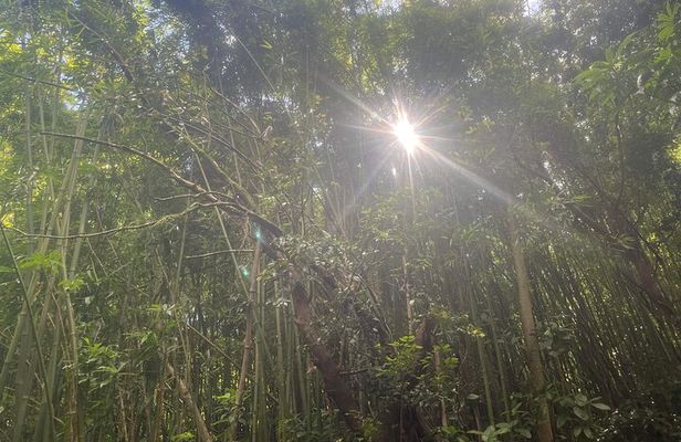 3 Hours Private Hiking and Bushwalking in the Aiea Loop Trail