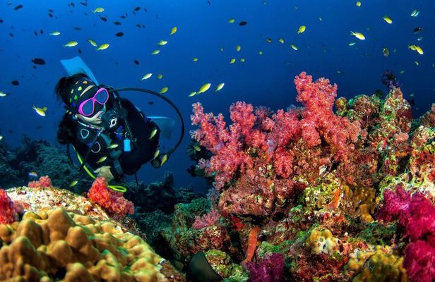 3 Fun Dives in Racha Yai and Racha Noi for Certified Divers