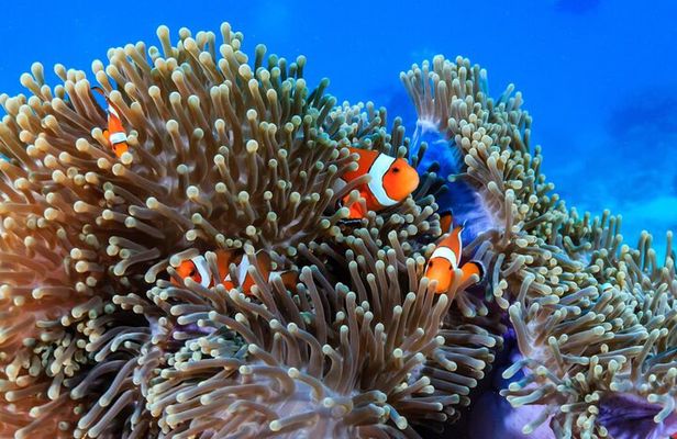 2 Fun Dives in Racha Yai or Noi for Certified Divers