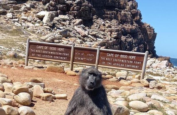 Small Group Tour: Penguins, Cape Point and Cape of Good Hope