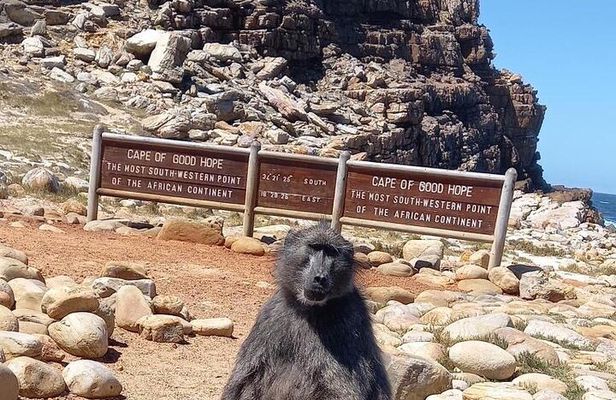 Private Tour: Penguins, Cape Point and Cape of Good Hope