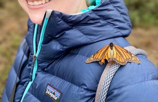 Monarch Butterfly Tour Mexico: Sierra Chuincua and Magic Town