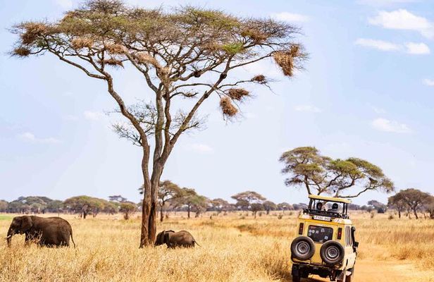 1-Day Shared Safari to Nyerere NP from Zanzibar