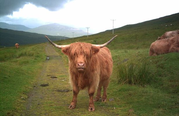 Edinburgh: Private Loch Ness Glencoe and The Highlands Tour