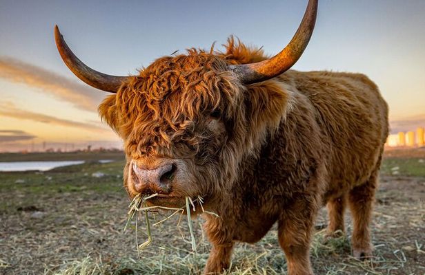 Highland Lochs & Castles Tour to Oban & Glencoe