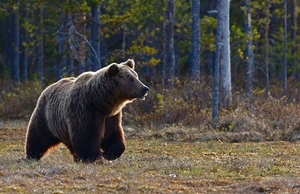 Grand Teton: Private Sunrise Tour