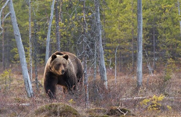 Grand Teton and its Wildlife: Private Guided Tour