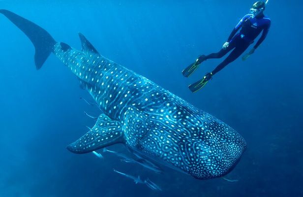 Eco Whale Shark Encounter