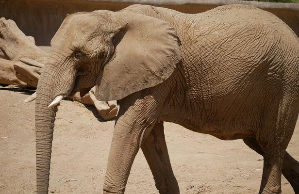 Private Ngorongoro Elephant Caves Hike and Waterfall Day Trip