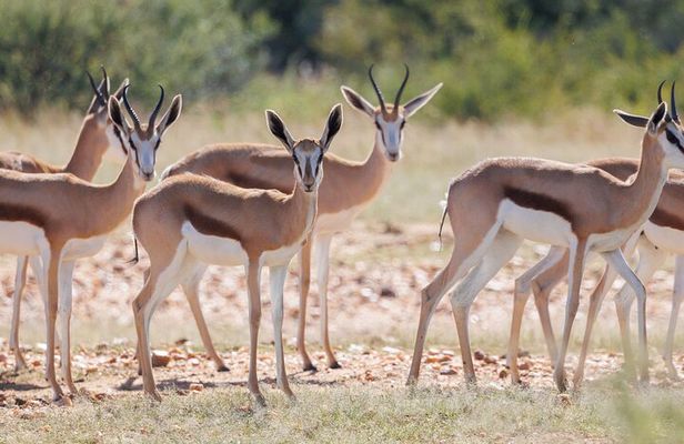 Windhoek Wildlife Expedition: A Journey Through Nature