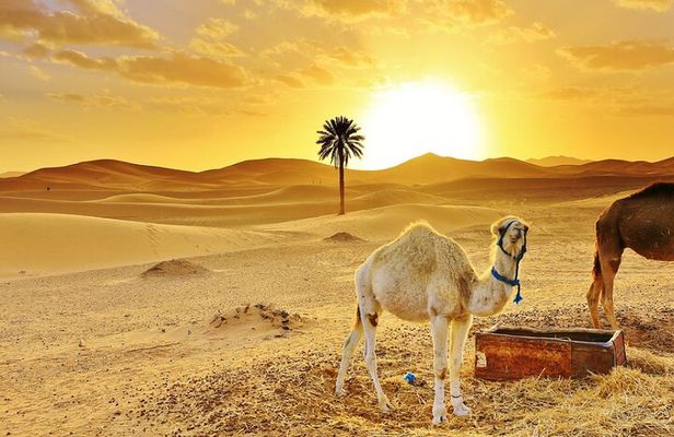 Merzouga Desert tour: Camel Ride, Quad bike, 4x4 Tour & Camp Stay