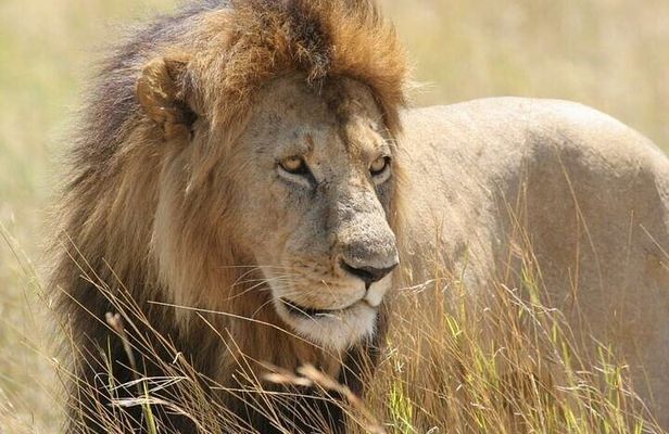 Joining Tour Nairobi National, Elephant Orphanage &Giraffe Centre