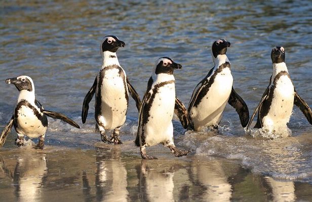 Table Mountain, Cape of Good Hope , Penguins , Bo Kaap and Seals