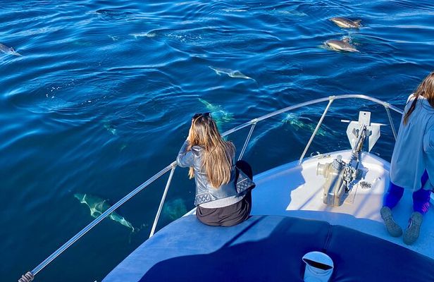 Dolphin Watching in Benalmadena