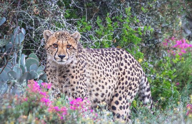 Free Roaming Cheetah Experience