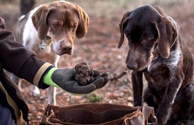Truffle hunting tour from Rijeka