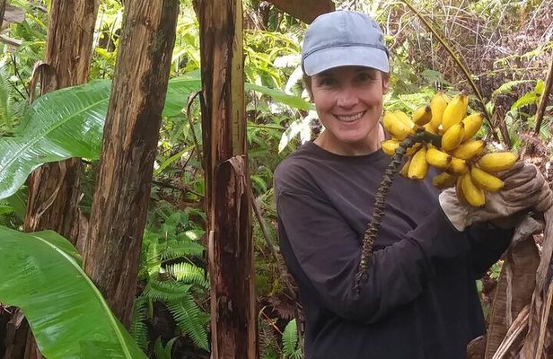 Hawaiian Rainforest Banana Cultivation Experience