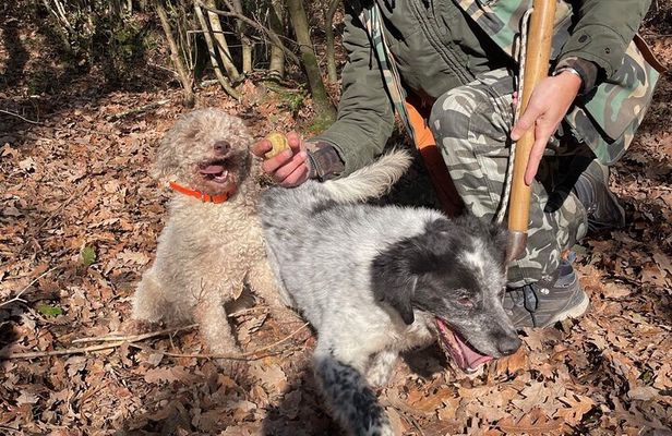 Truffle Hunting & Tasting in San Miniato Tuscany with Dogs