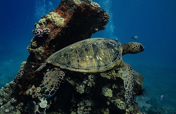 Sunset Glow Snorkel At Turtle Town With Photo & Video