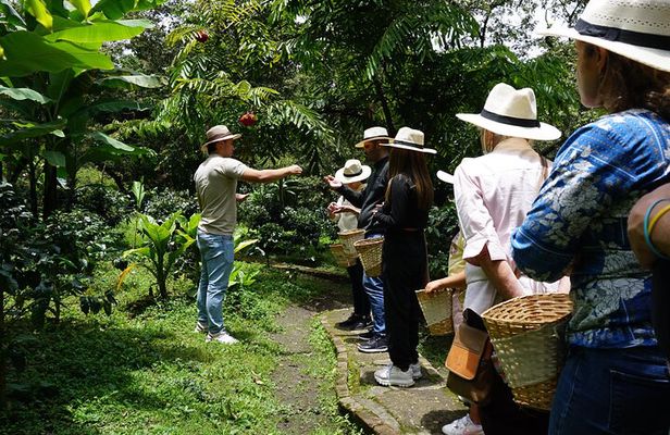 From Bogota Excursion to Finca de Cafe