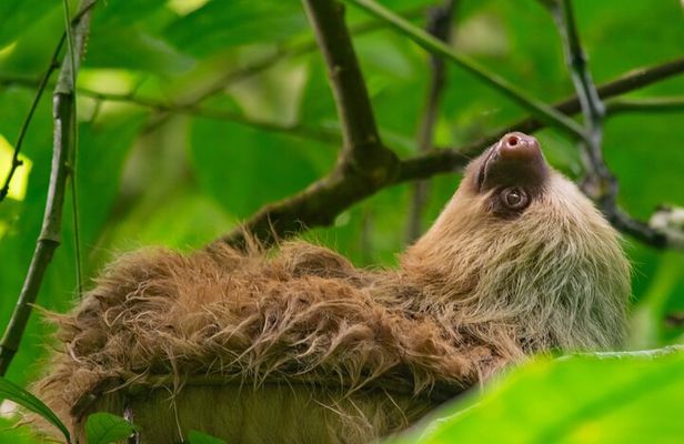 Sloth and Monkey Wild Life Tour
