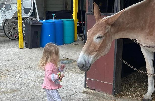 Mules in New Orleans Barn Tour