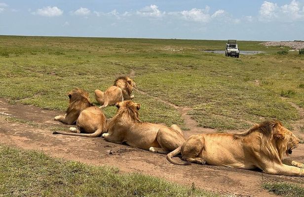 7 Days Private safari Tour in Tanzania