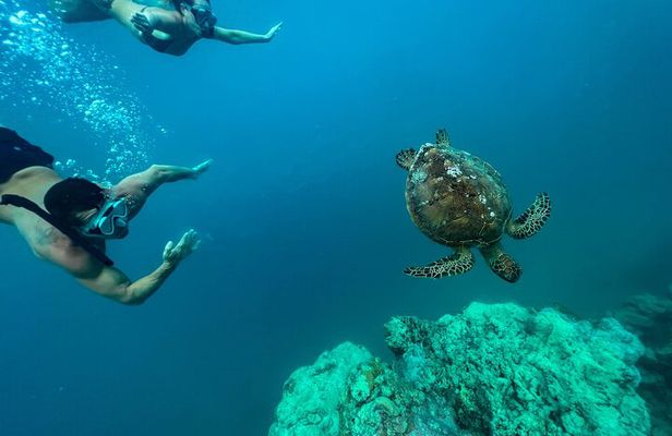 A Turtle Tour on Rarotonga - small groups, premium experience