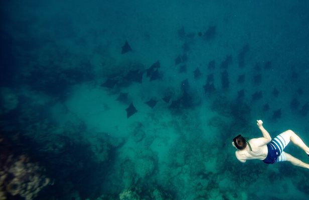 An Eagle Ray and Turtle Tour-Small Groups & Photography Included