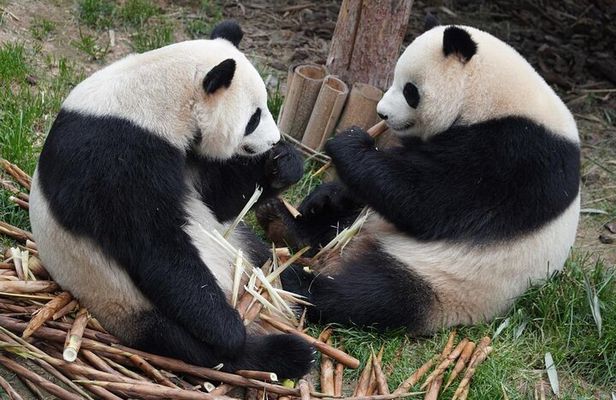  Dujingyan Panda tour option Giant panda or Red Panda Keeper 