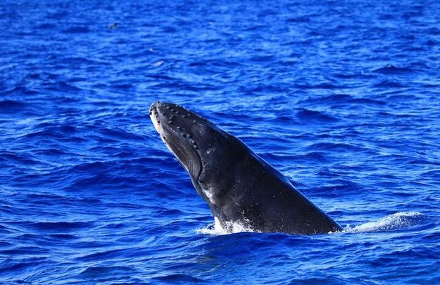 Kona's Guaranteed Whale Watch: An Unforgettable Ocean Encounter