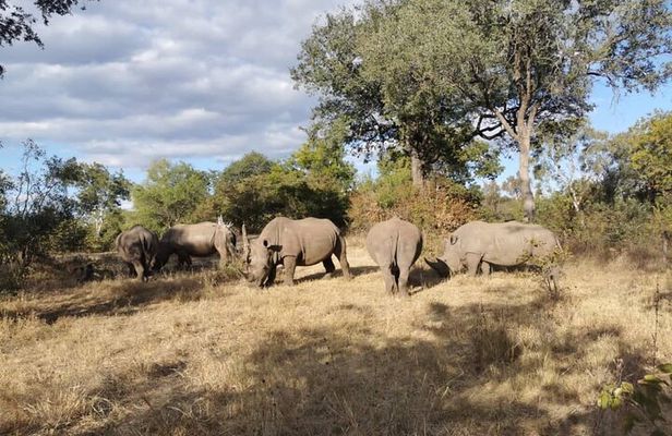 Exclusive Game Drive & White Rhino Safari in Livingstone Zambia