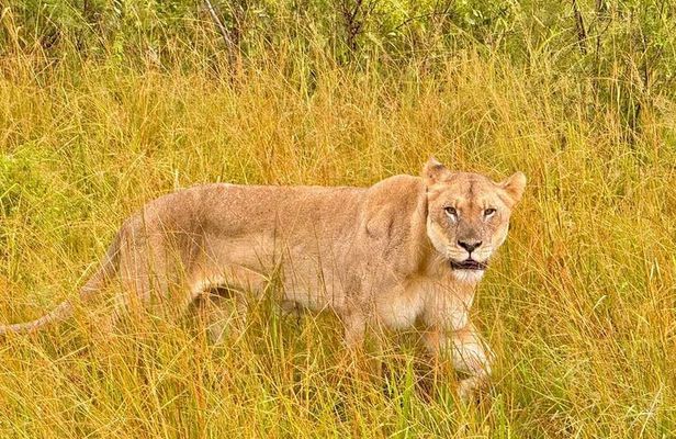 Hluhluwe Imfolozi Park Excursion