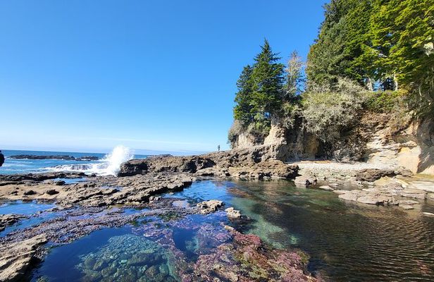 West Coast Big Tree Beach and Waterfall Adventure