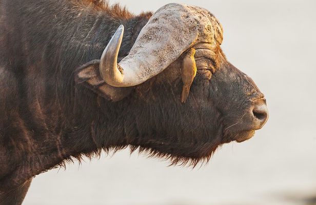 From Victoria falls Sunrise to sunset safari Chobe national park