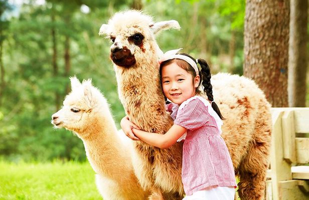Nami+Alpaca+Garden of Morning Calm (+Rail Bike Option)