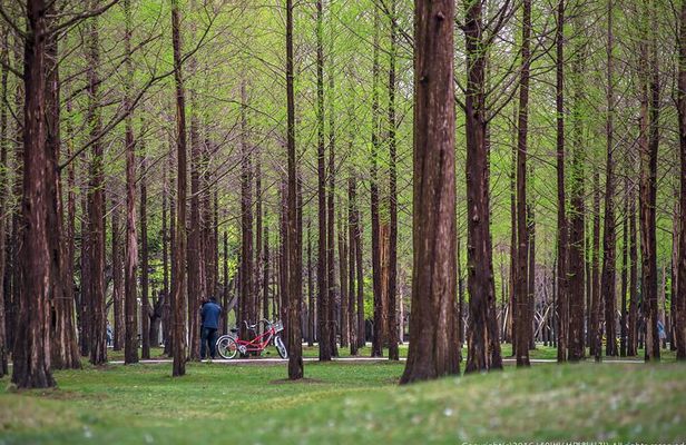 Nami Island, Garden of Morning Calm Tour with Rail Bike Option