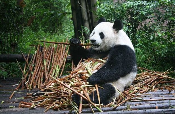 15-Day Beijing-Xi'an-Guilin-Chengdu-Chongqing-Yangtze-Shanghai