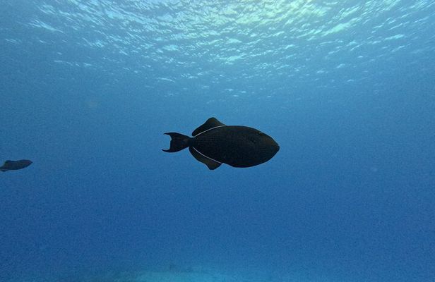 Private Snorkeling Tour on 3 Sites in Cozumel