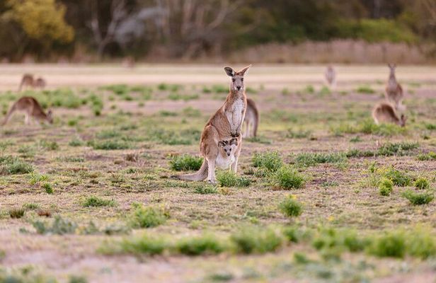 Kangaroos and Mountain Views Day Tour from Gold Coast