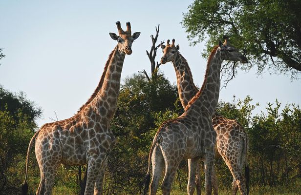 Amazing Safari at Game Reserve in Cape Town - see the Big5