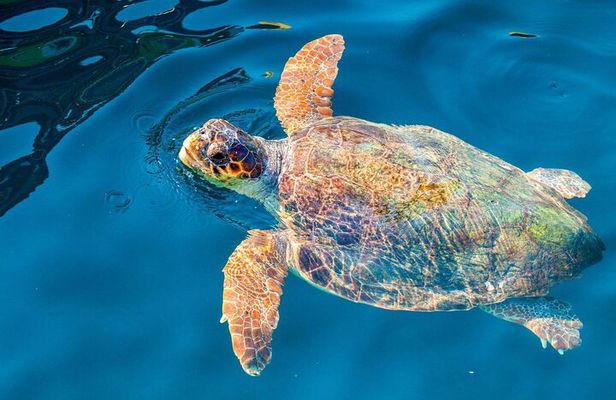 Zakynthos Half Day Tour and Cruise Turtle Island and Keri Caves