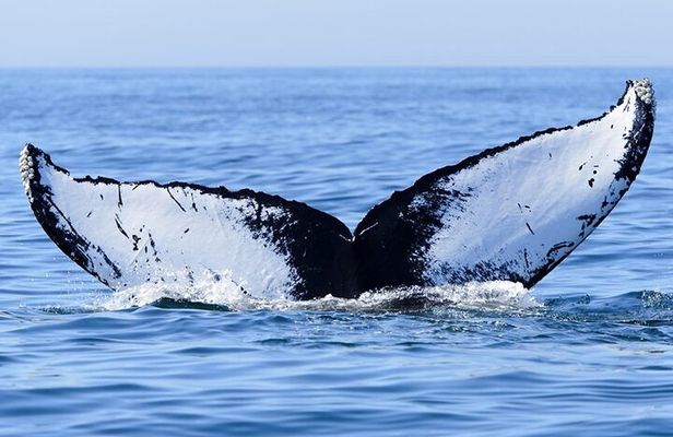 Private Tour Whale Watching Half Day Tour