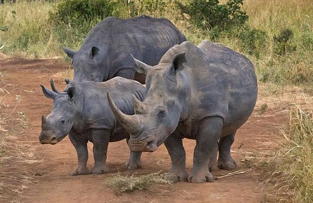 Amboseli, Maasai Mara & Lake Nakuru 6-Day Safari Kenya