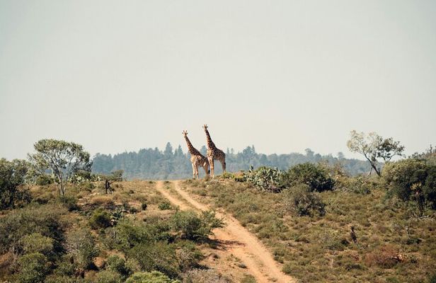 Nairobi National Park Safari