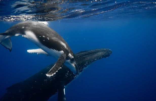 Whale watching and snorkelling in Moorea