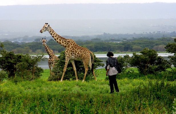 Lake Naivasha Boat ride and Crescent island walk from Nairobi