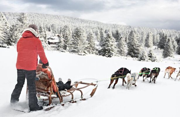 4hr Dog Sledding Trip on Finnmarksvidda